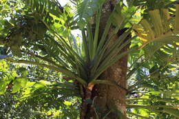 Image of Monstera lentii Croat & Grayum