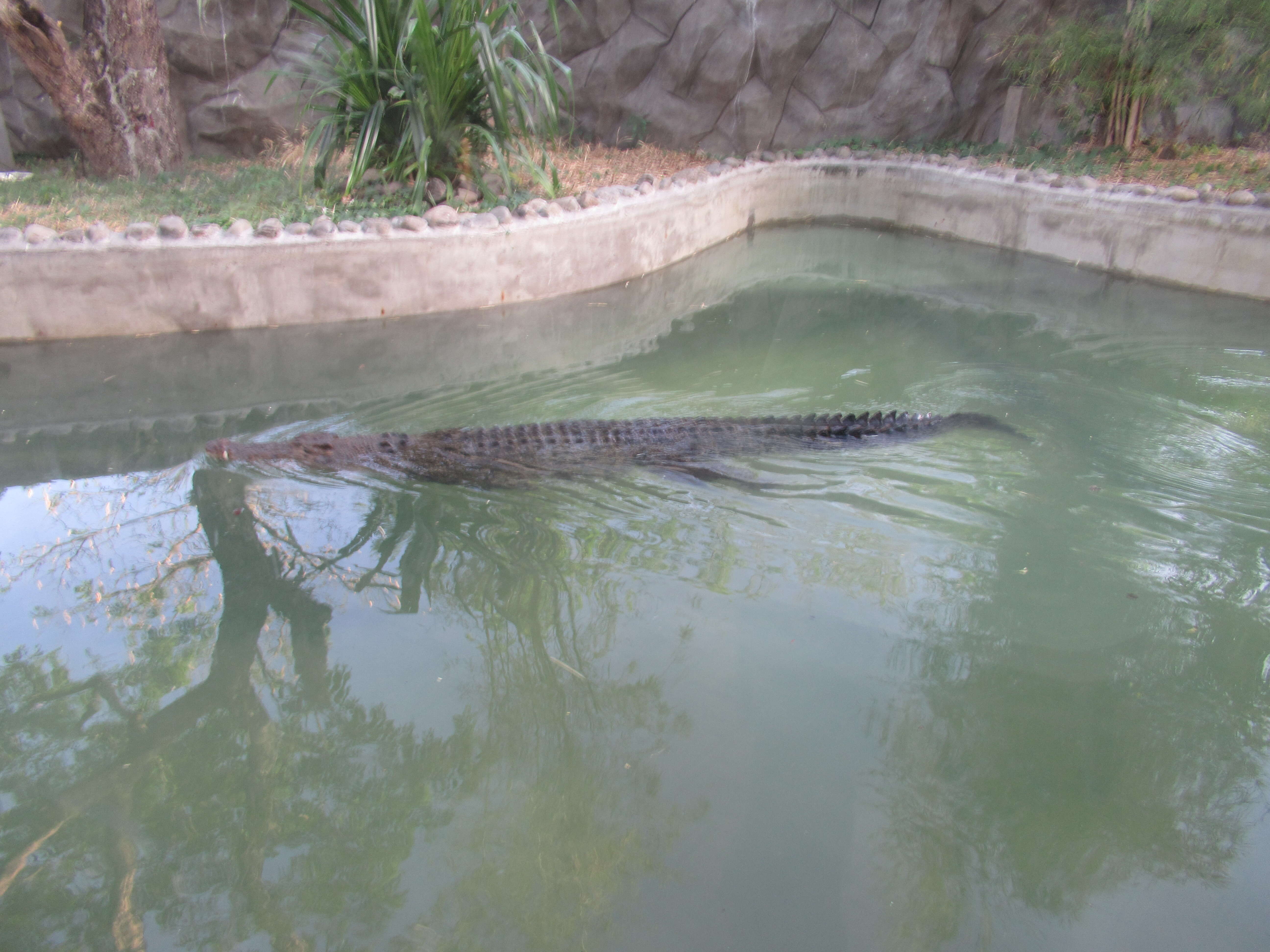 Image of Philippine crocodile