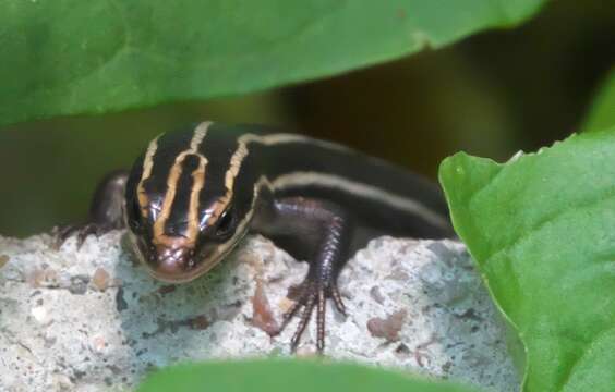 Image of Common Five-lined Skink