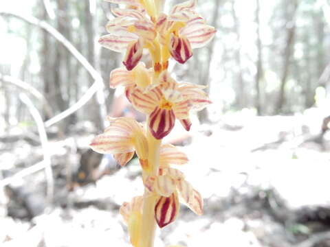 Image of Striped coralroot