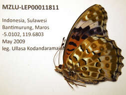 Image of Argynnis hyperbius