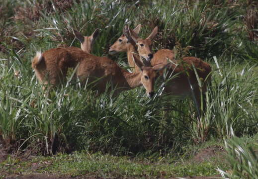 Image of Bohor Reedbuck