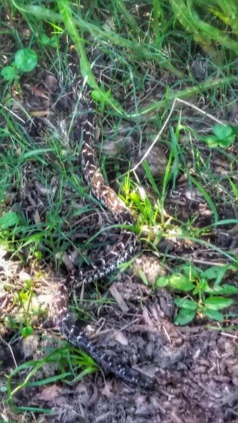 Bothrops pubescens (Cope 1870) resmi