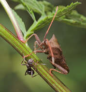 Image of Coreus