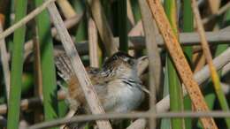 Image of Marsh Wren