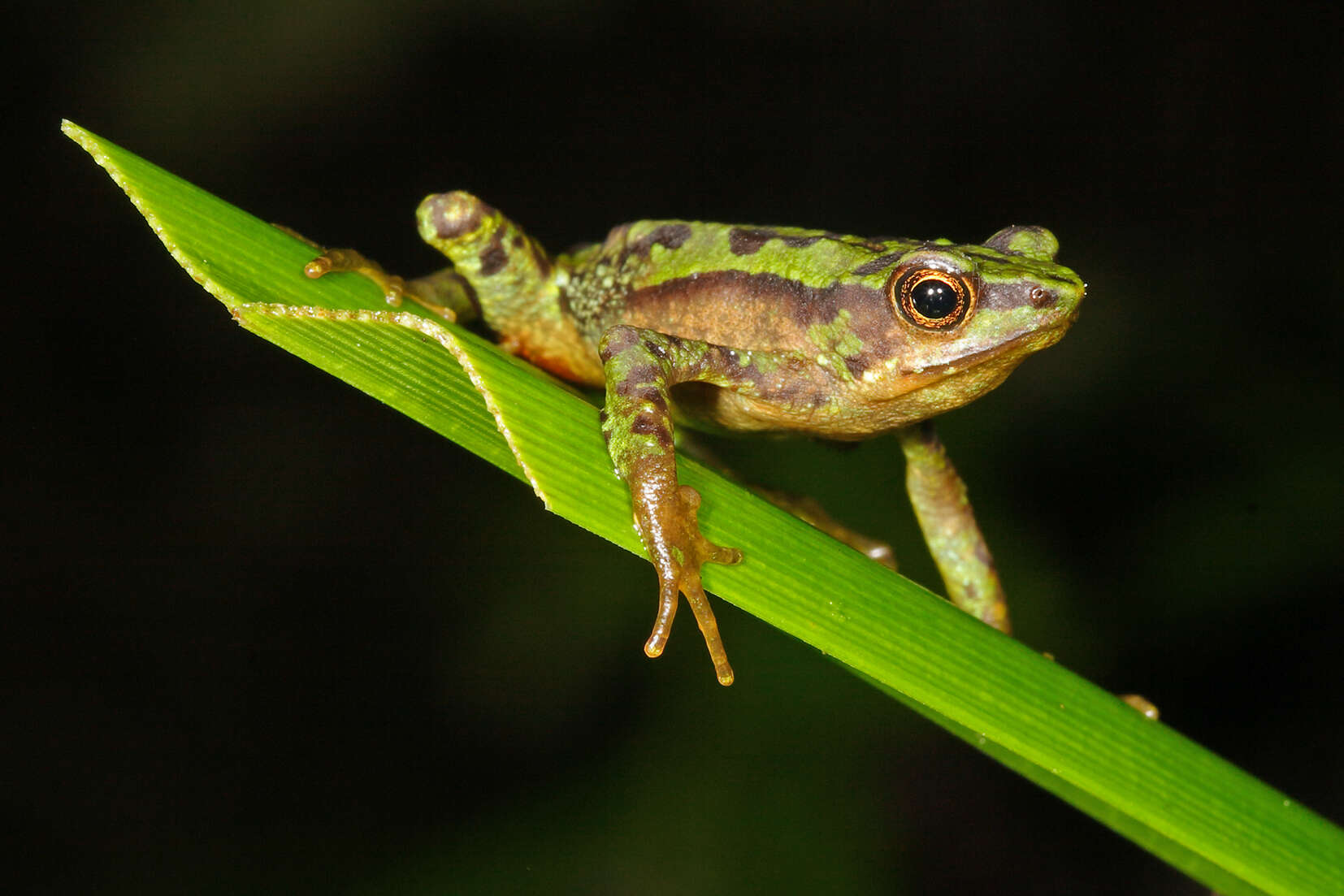 Image de Atelopus palmatus Andersson 1945