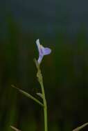 Image of Linderniaceae