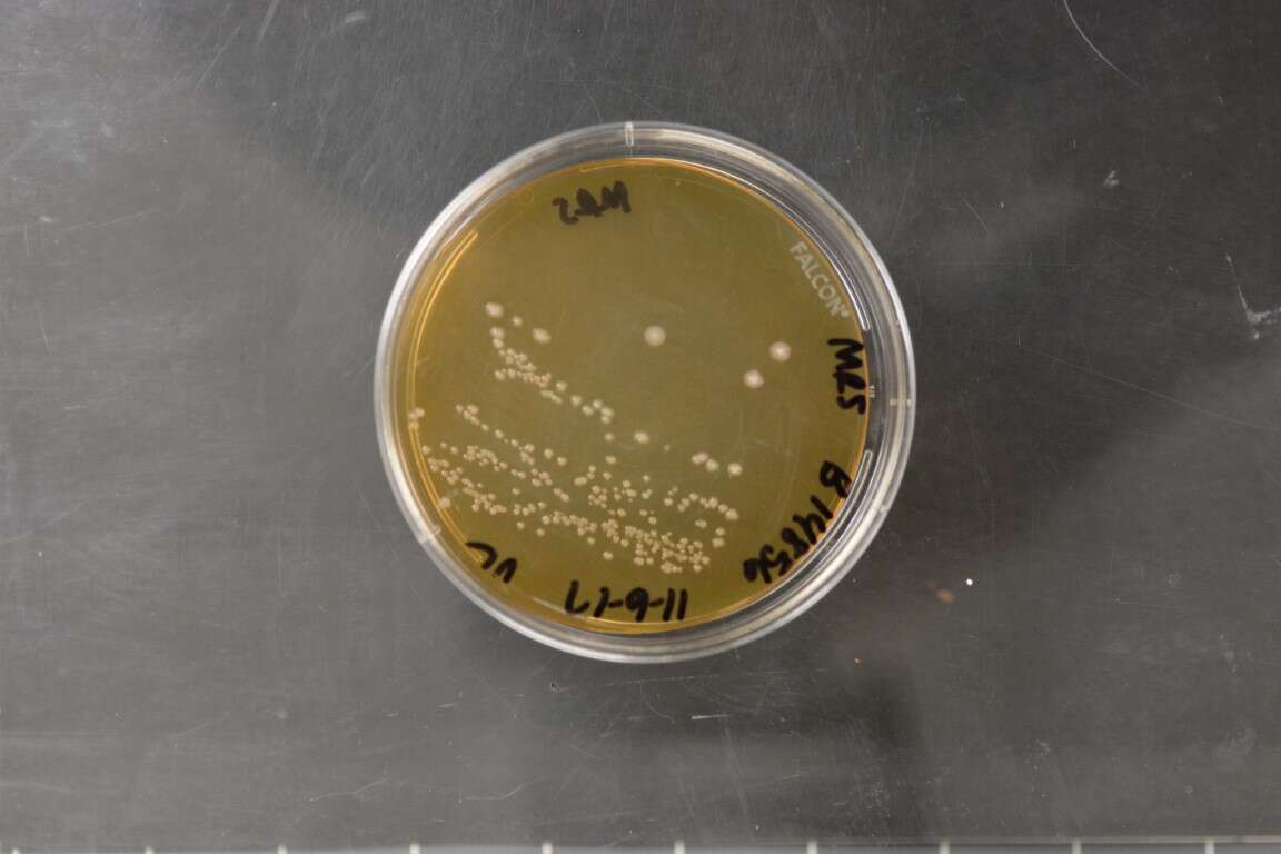 Imagem de Lactobacillus Beijerinck 1901