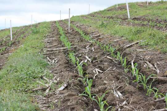 Image of corn