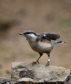 Image of Eurasian Nuthatch