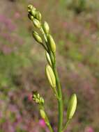 Image of Branched St Bernard's lily