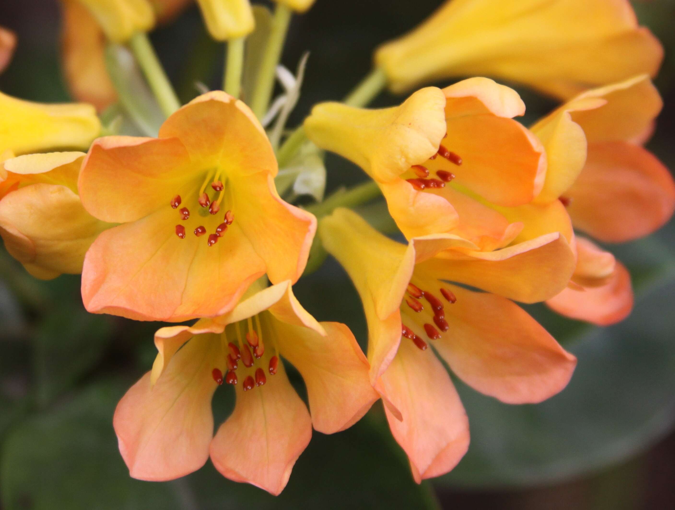 Imagem de Rhododendron macgregoriae F. Muell.