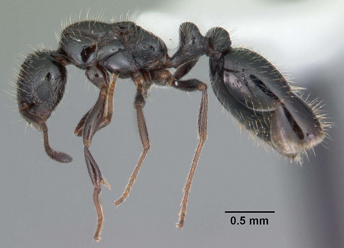 Image of Monomorium trageri Du Bois 1986