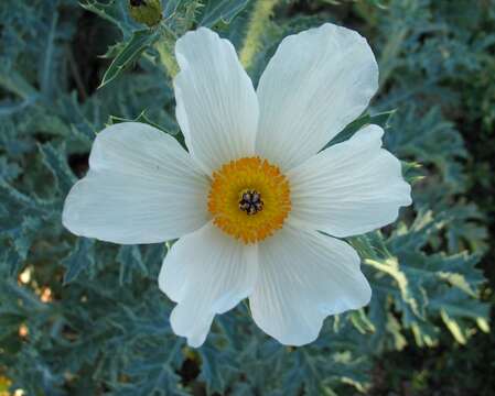 Image of Hawaiian prickly poppy