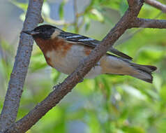 Setophaga castanea (Wilson & A 1810) resmi