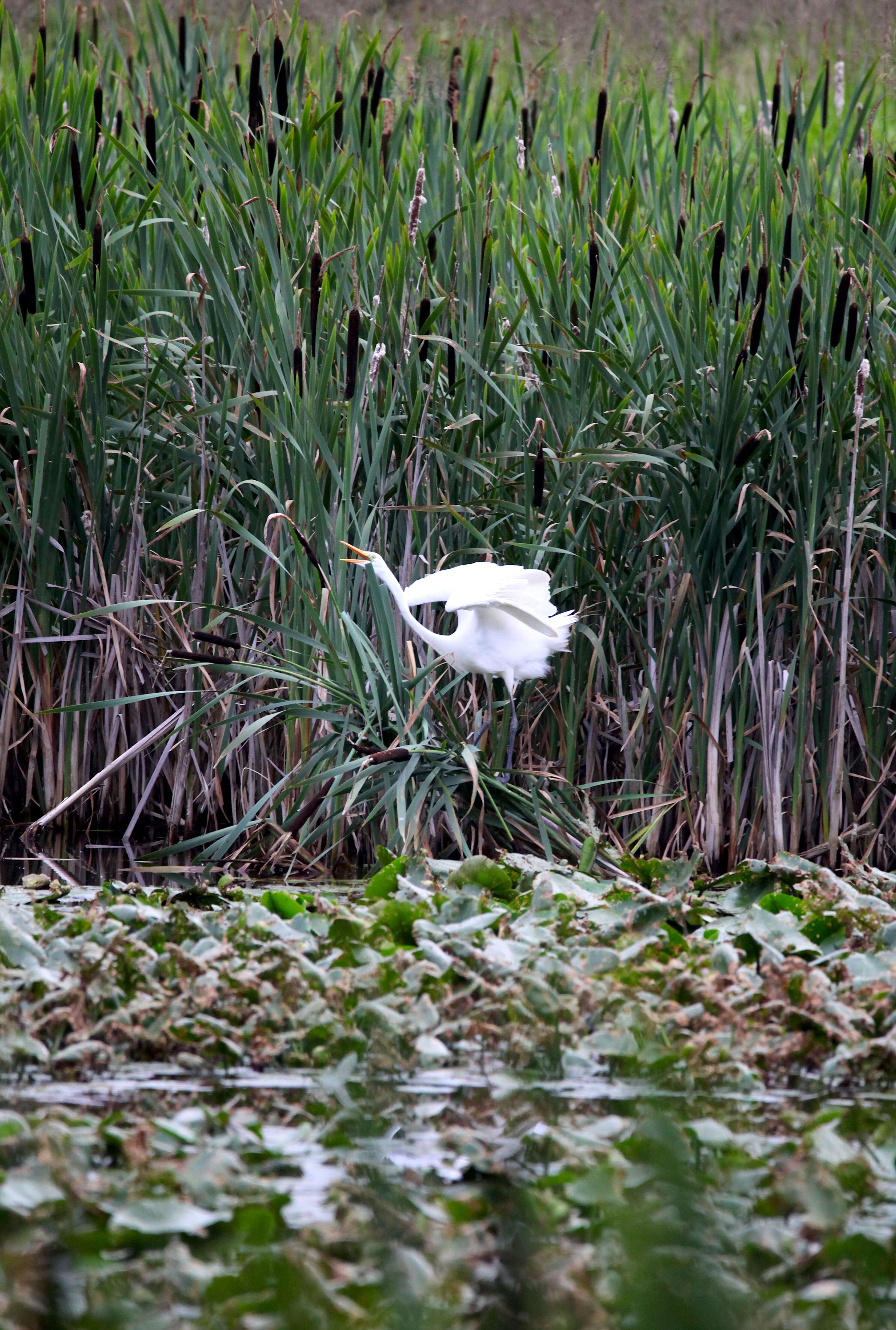 Image of Great Egret