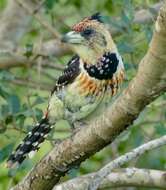 Image of Crested Barbet