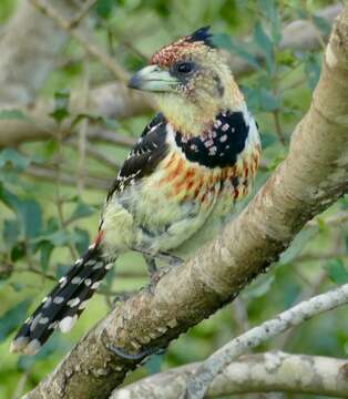Image of Crested Barbet