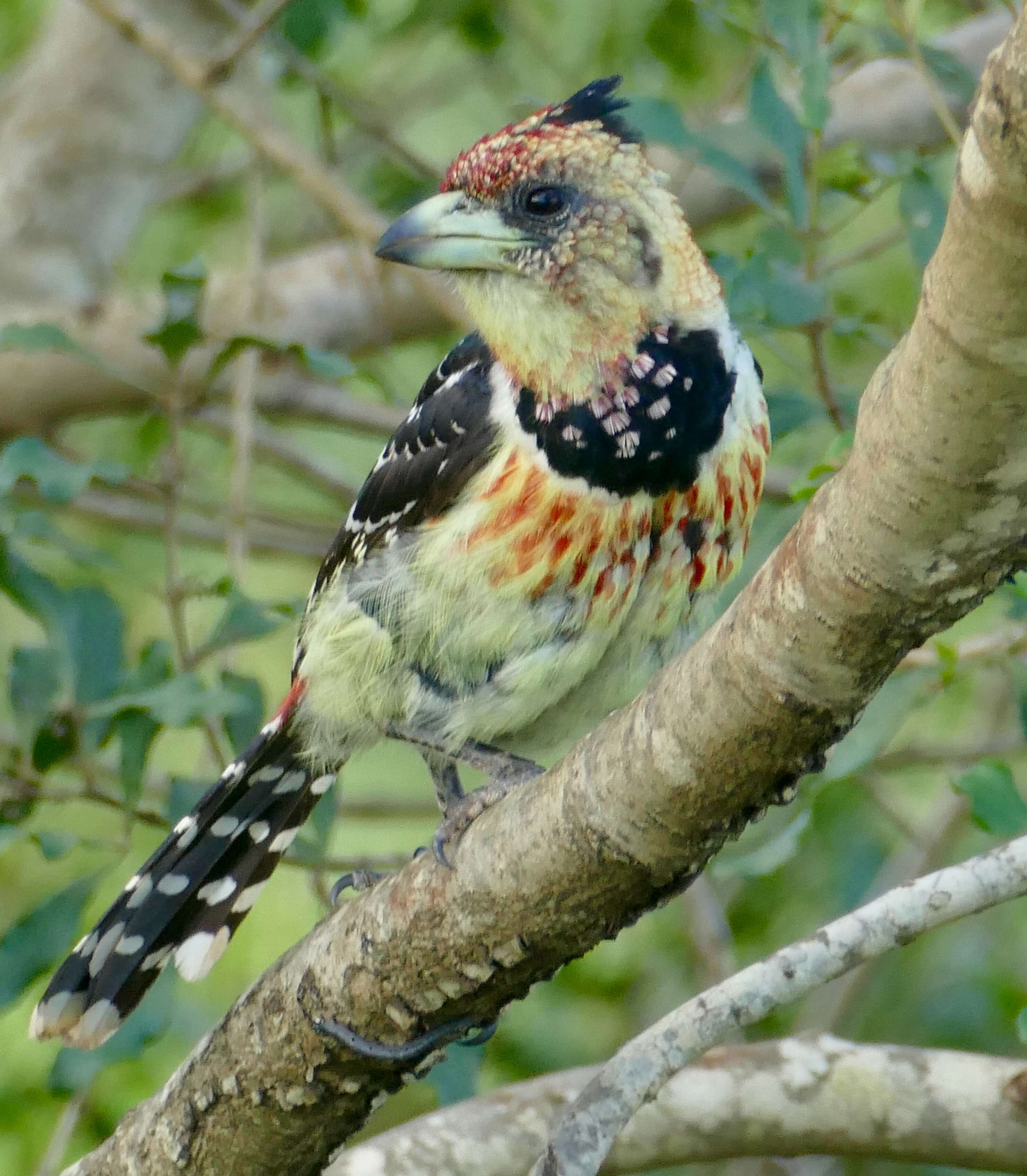 Image of Crested Barbet