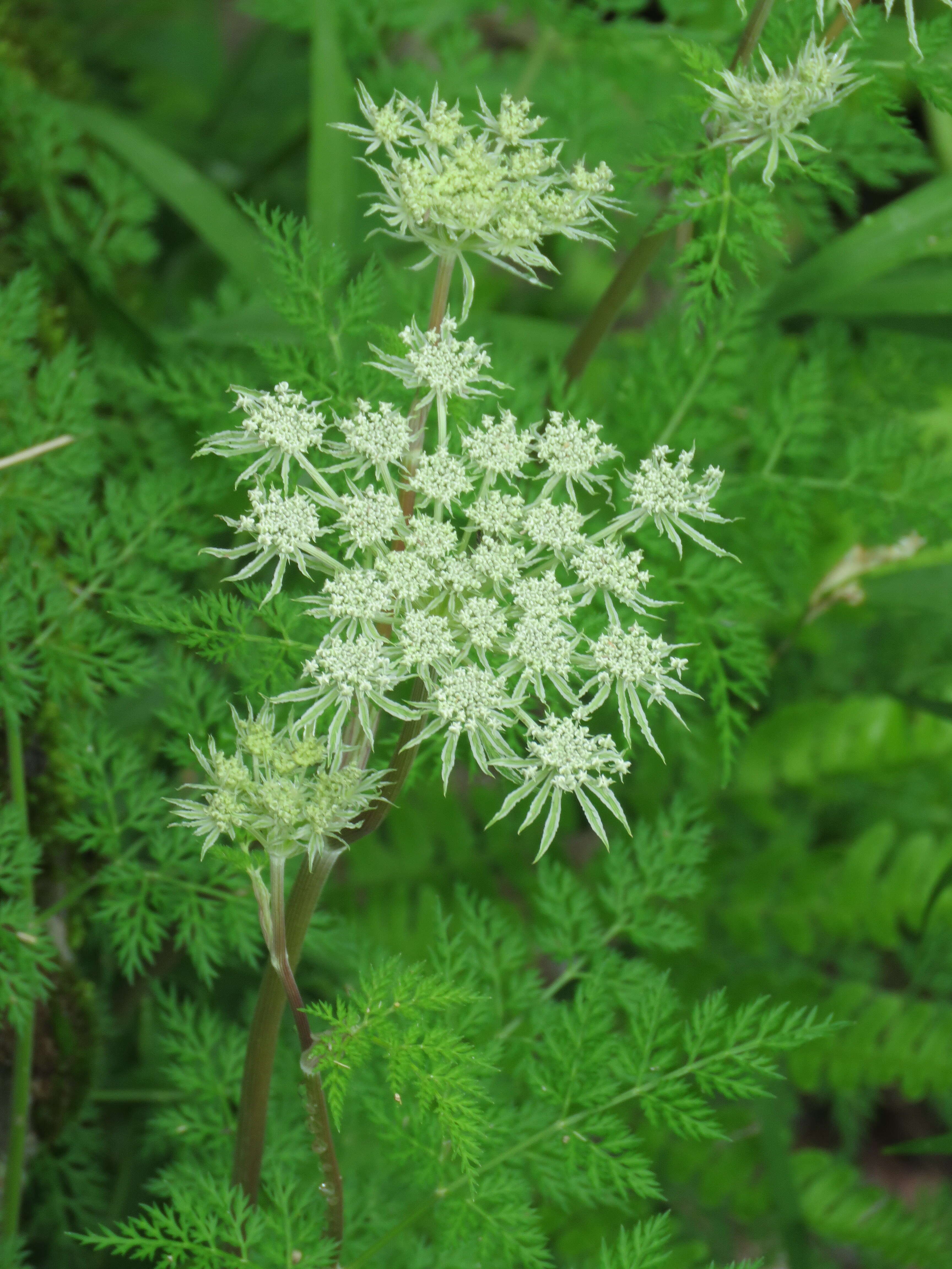 Imagem de Ligusticopsis