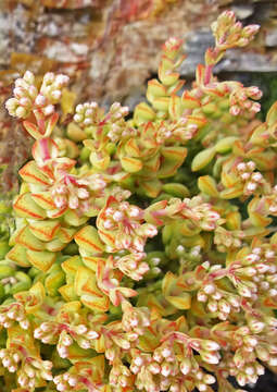 Image of Concertina plant