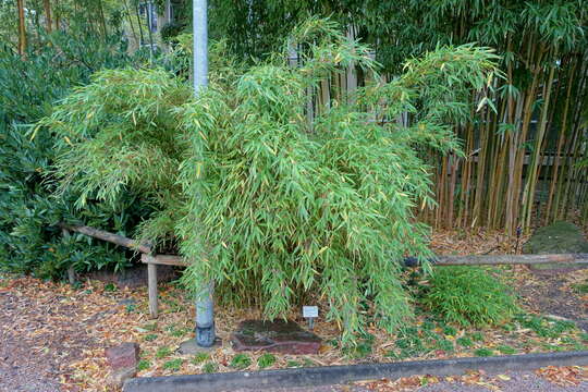 Image of umbrella bamboo