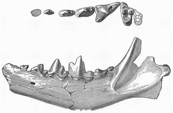 Image of Procynodictis