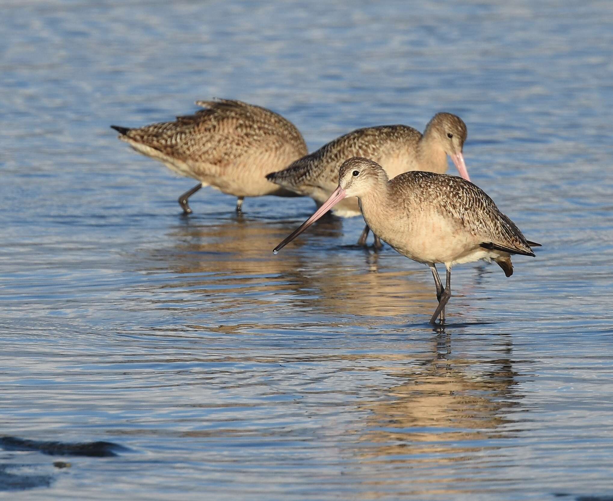 Image of Marbled Godwit