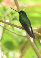 Image of White-tailed Starfrontlet