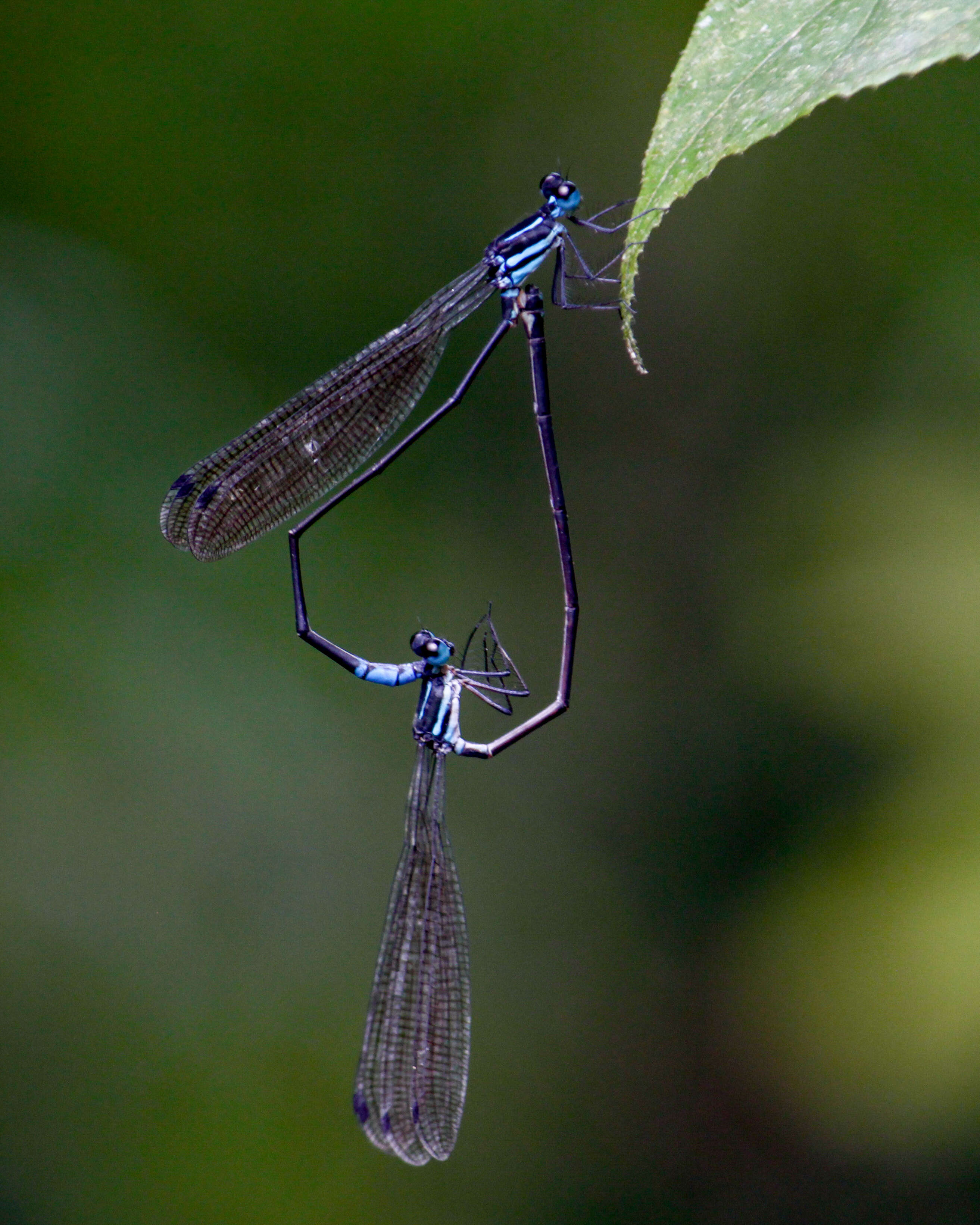 Image of Phylloneura westermanni (Hagen ex Selys 1860)