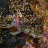 Image of New Zealand Scaly-headed Triplefin