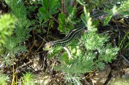 Image of Caucusus Emerald Lizard