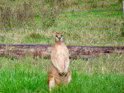 Image of Agile Wallaby