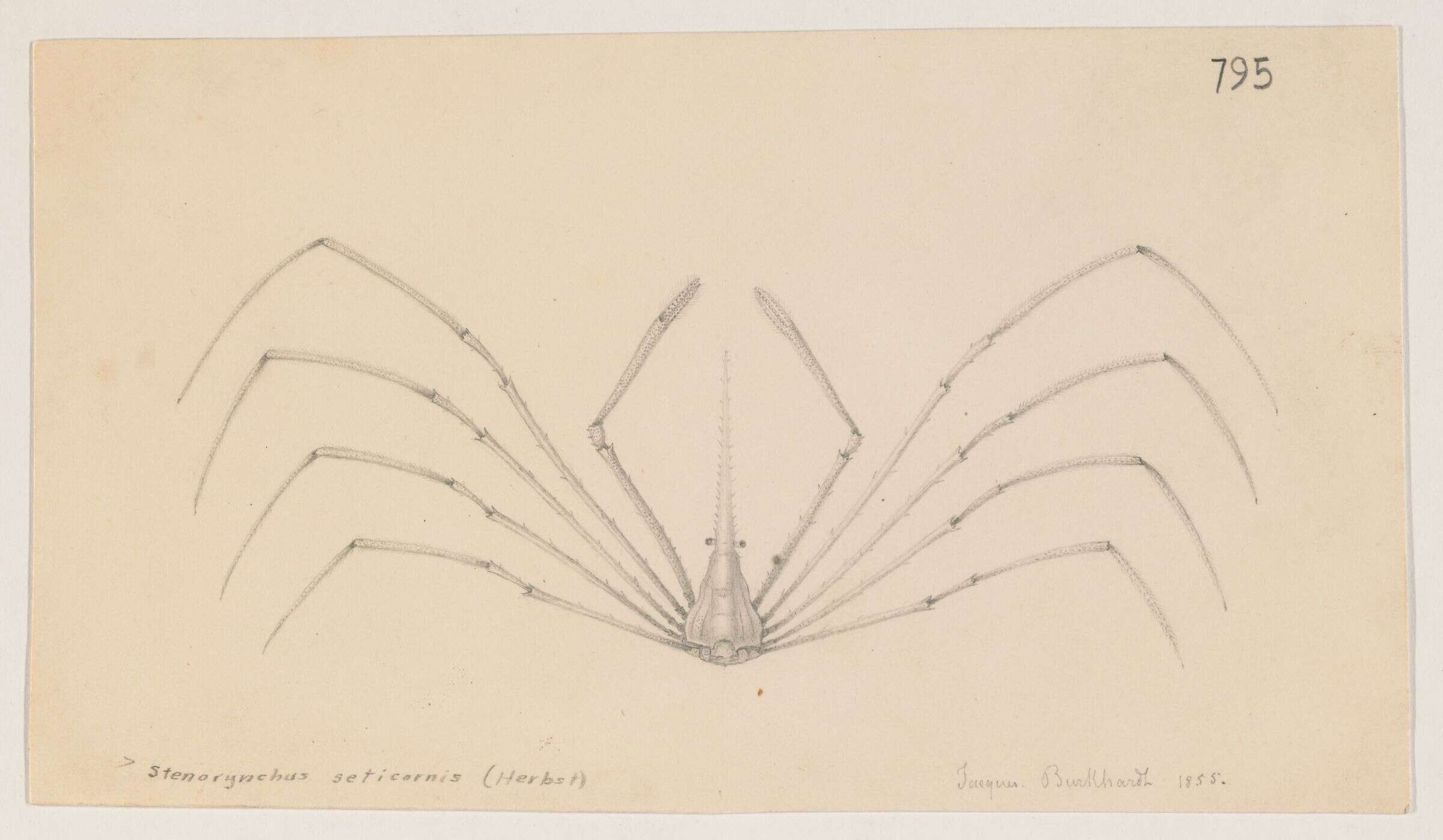 Image of Yellowline Arrow Crab