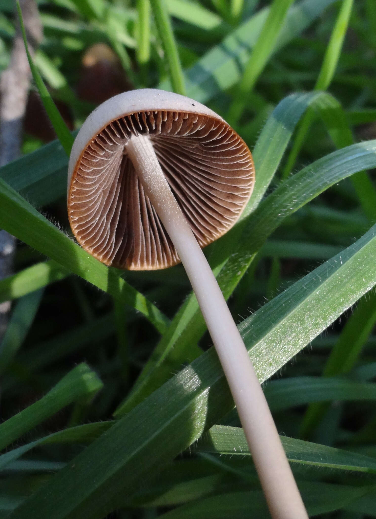 Image de Psathyrella atrospora A. H. Sm. 1972