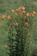 Image of Orange poppy