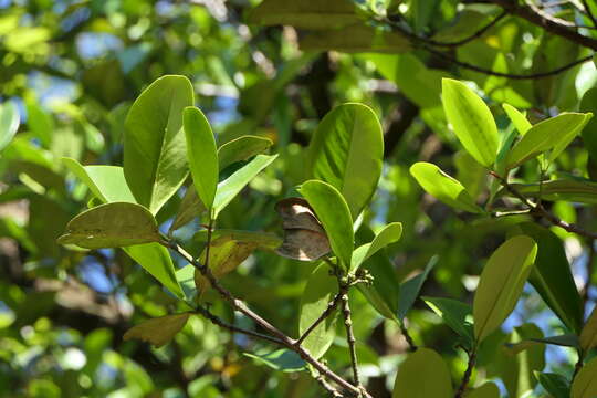 Image of Carallia brachiata (Lour.) Merr.