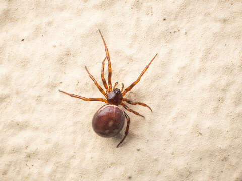 Image of Steatoda