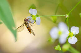 Image of Marmalade hoverfly