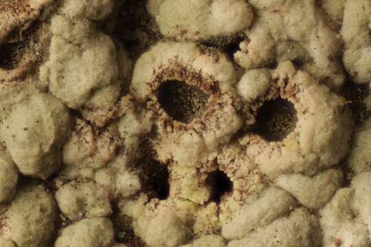 Image of Cow pie lichen