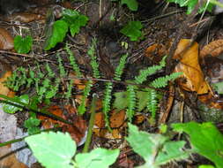 Athyrium asplenioides (Michx.) Desv. resmi