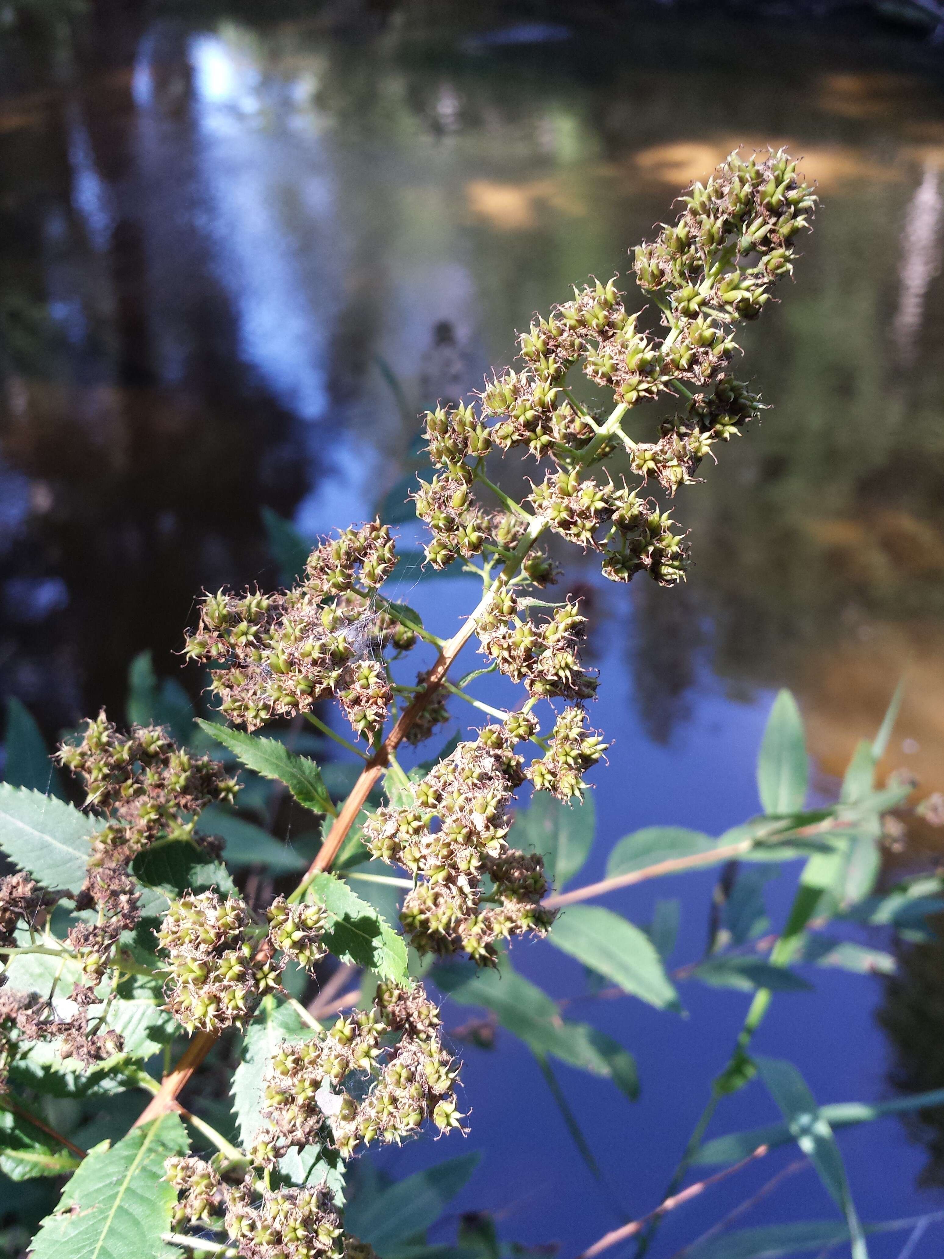 Слика од Spiraea salicifolia L.