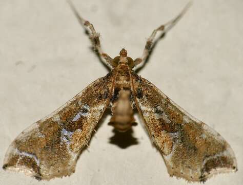 Imagem de Sceliodes laisalis Walker 1859