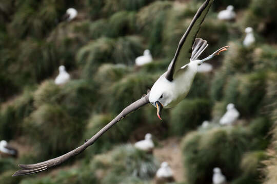 Image de Albatros de Carter