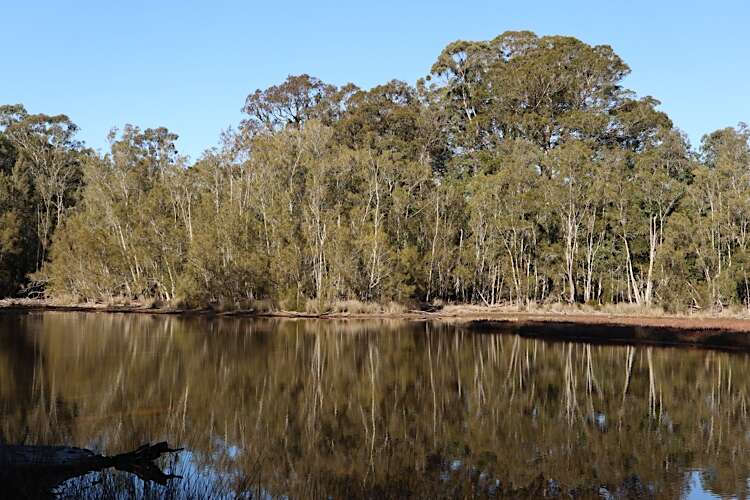 Image of gray sheoak