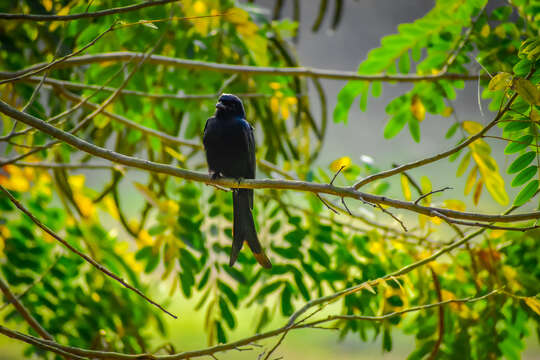 Image of Black Drongo