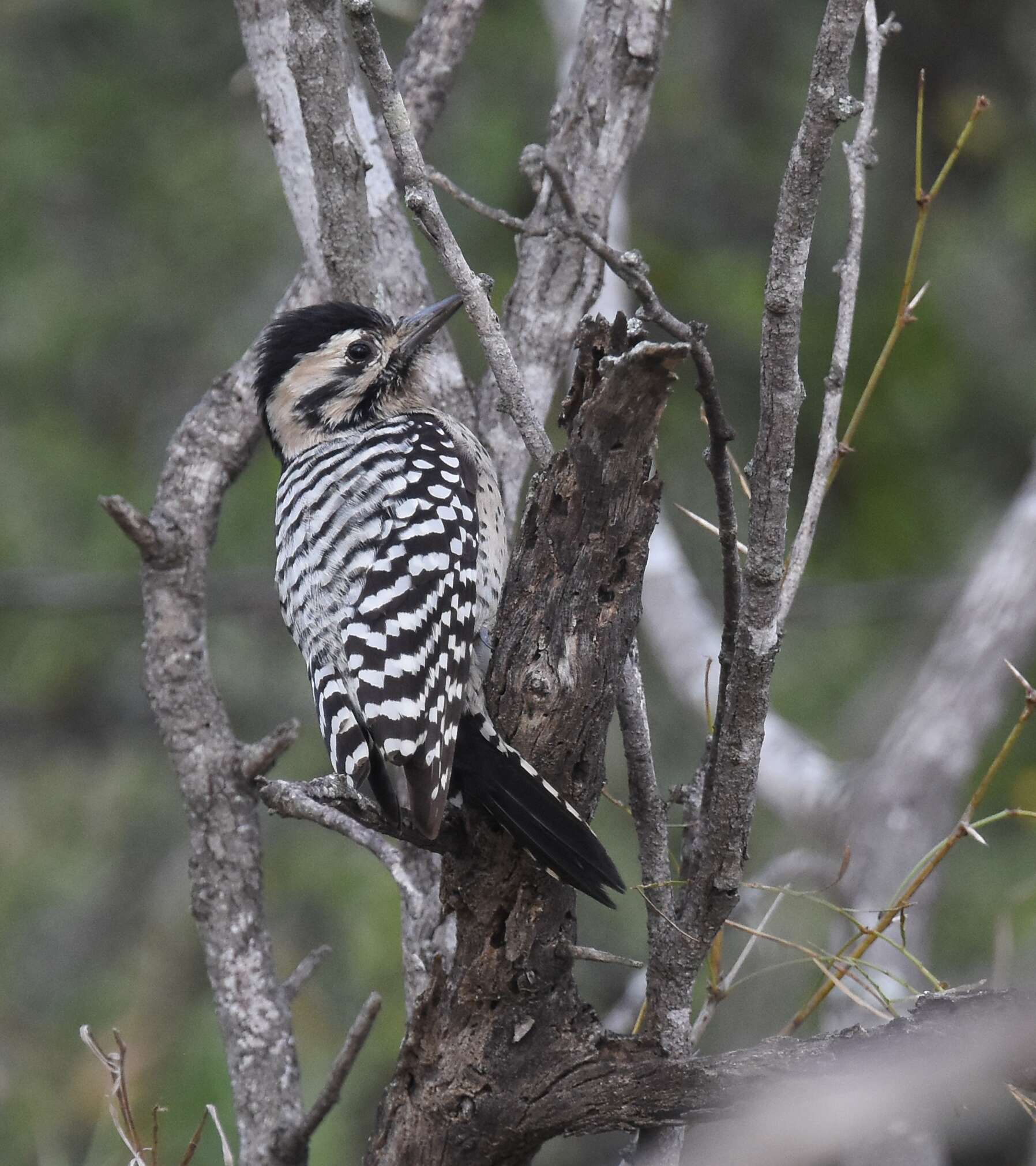 Image of Ladder-backed Woodpecker