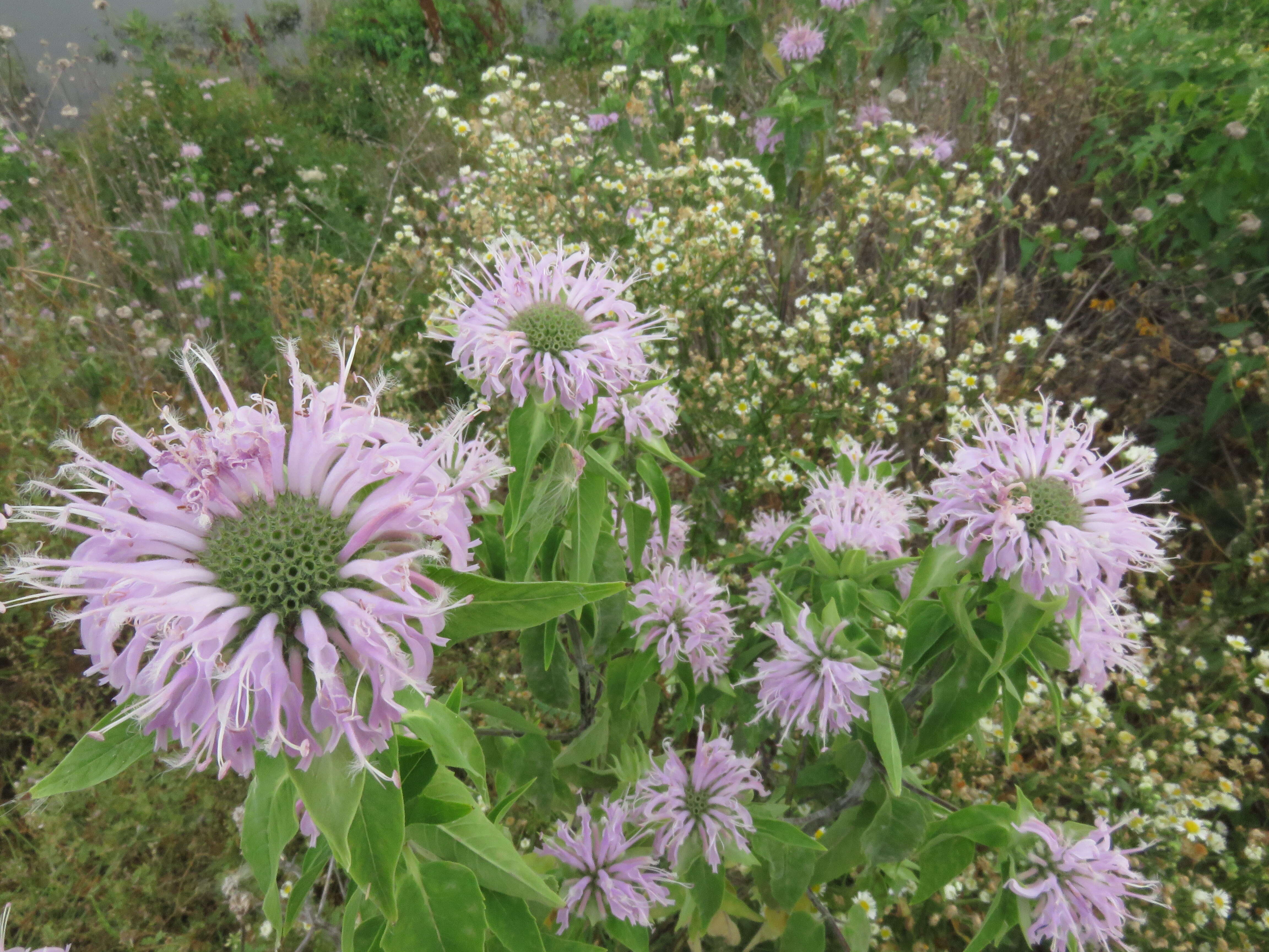 Image of wild bergamot