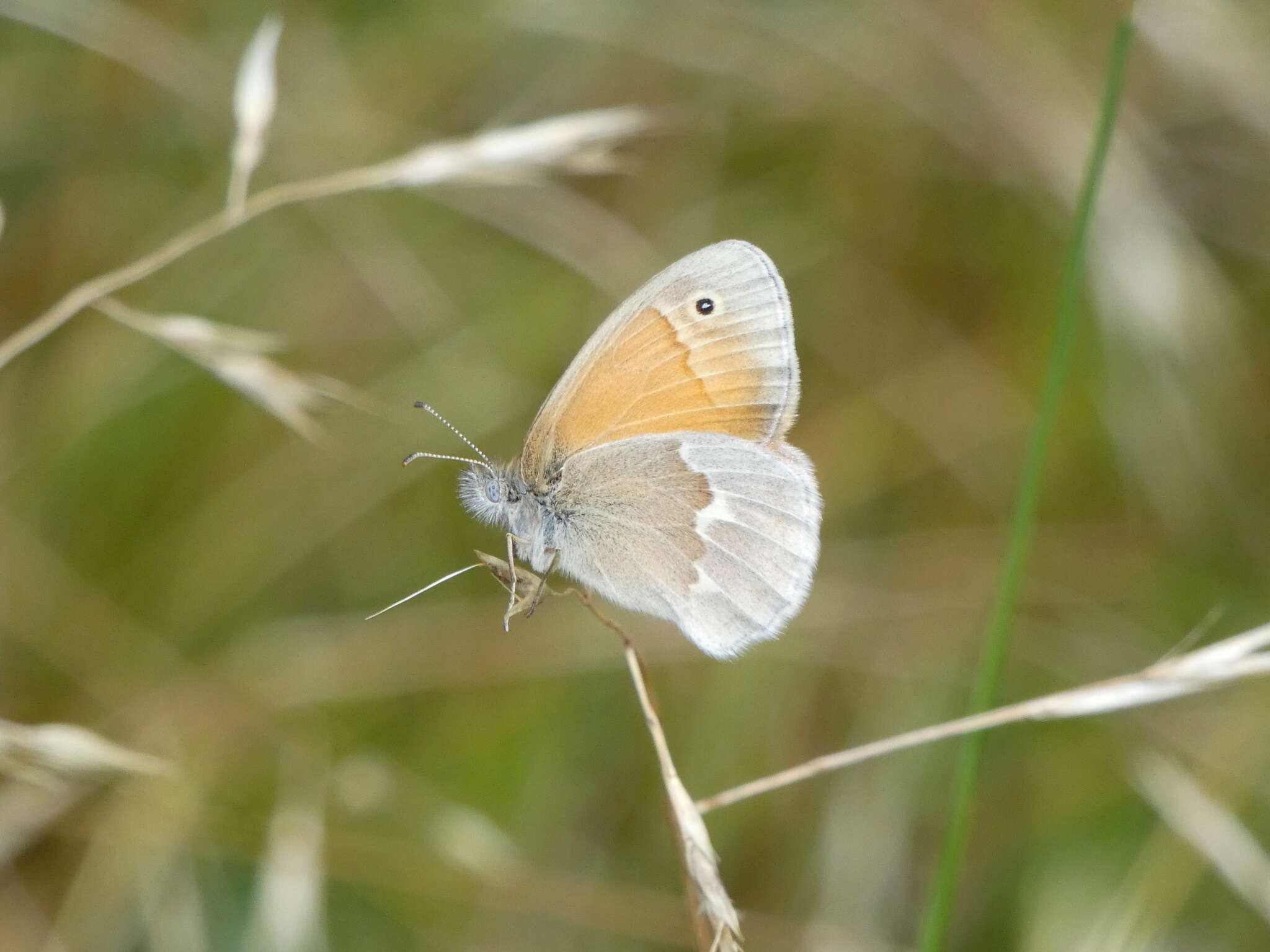 Image of Coenonympha california Westwood (1851)