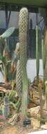 Echinopsis pachanoi (Britton & Rose) H. Friedrich & G. D. Rowley的圖片